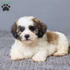 Leo, Teddy Bear Puppy
